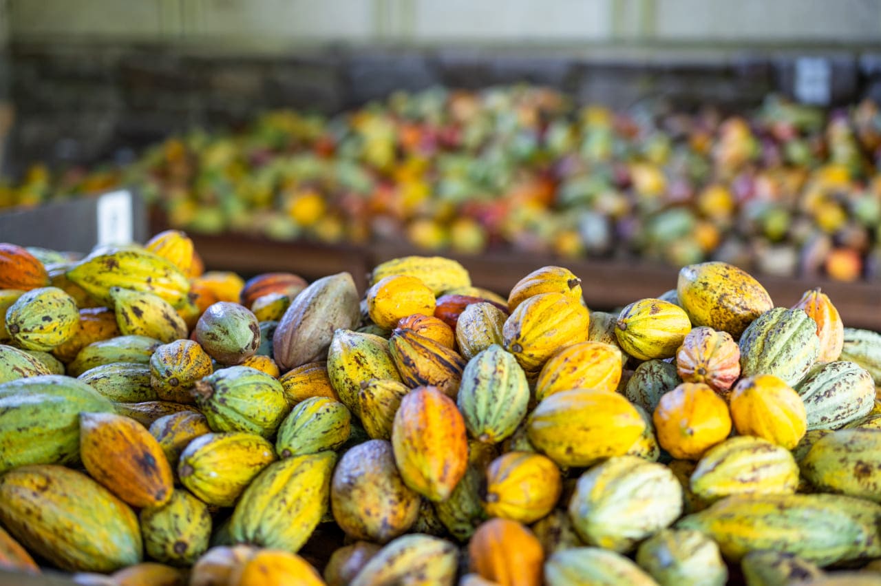 Impacto ambiental en la cadena de suministro del cacao